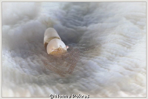 In white by Nonna Pokras 